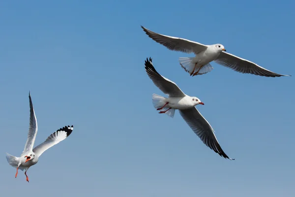 Gaviotas voladoras en acción en Bangpoo Tailandia —  Fotos de Stock