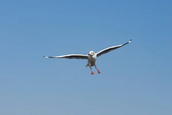 Flying seagulls in action at Bangpoo Thailand — Stock Photo, Image