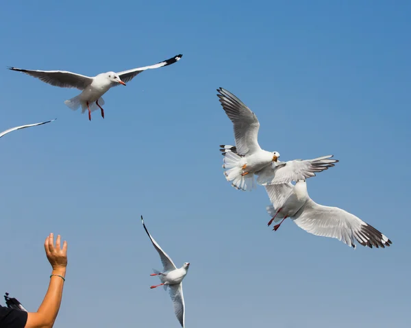 Stock image flying seagulls in action at Bangpoo Thailand