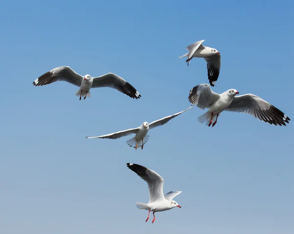 Flygande måsar i aktion på Bangpoo Thailand — Stockfoto