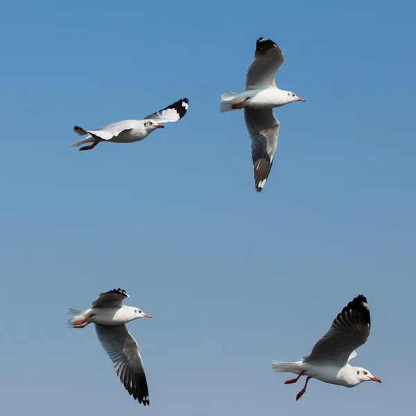 Gaviotas voladoras en acción en Bangpoo Tailandia —  Fotos de Stock