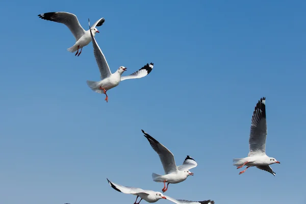 Flygande måsar i aktion på Bangpoo Thailand — Stockfoto