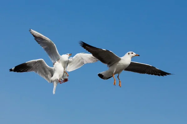 Flygande måsar i aktion på Bangpoo Thailand — Stockfoto