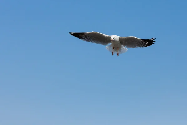 Gaviotas voladoras en acción en Bangpoo Tailandia —  Fotos de Stock