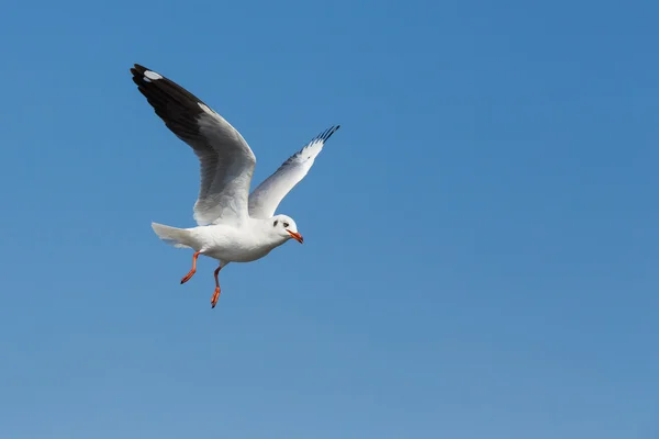 Gaviotas voladoras en acción en Bangpoo Tailandia —  Fotos de Stock