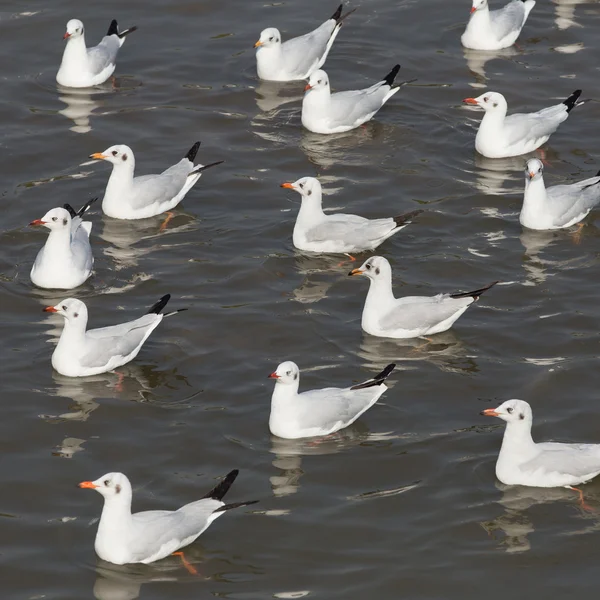 Seagull är en fågel migration till thailand — Stockfoto