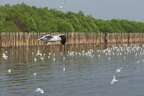Seagull är en fågel migration till thailand — Stockfoto