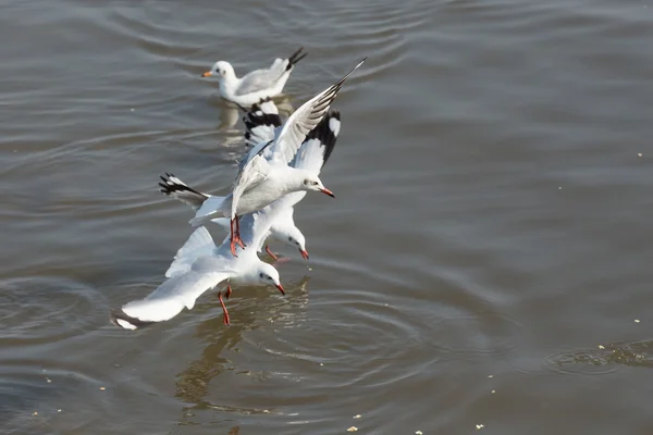 Seagull är en fågel migration till thailand — Stockfoto