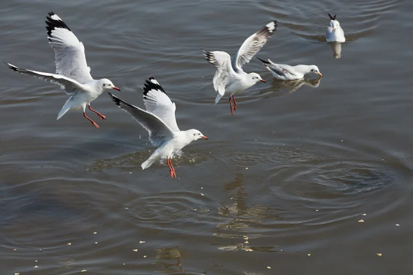 カモメはタイに鳥の移行 — ストック写真