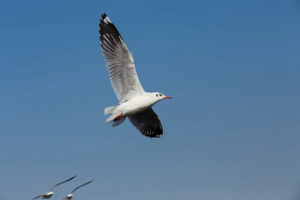 Gaviotas voladoras en acción en Bangpoo Tailandia —  Fotos de Stock