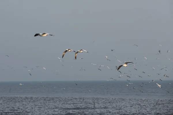 Seagull är en fågel migration till thailand — Stockfoto