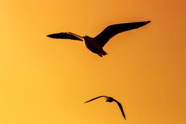 Tranquil scene with seagull flying at sunset — Stock Photo, Image