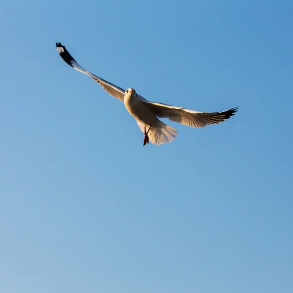 Seagull vliegen in heldere blauwe hemel — Stockfoto