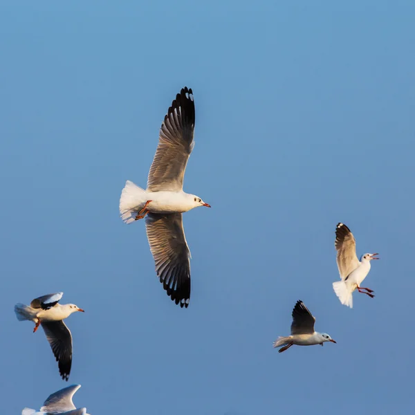 Mouette volant dans un ciel bleu clair — Photo