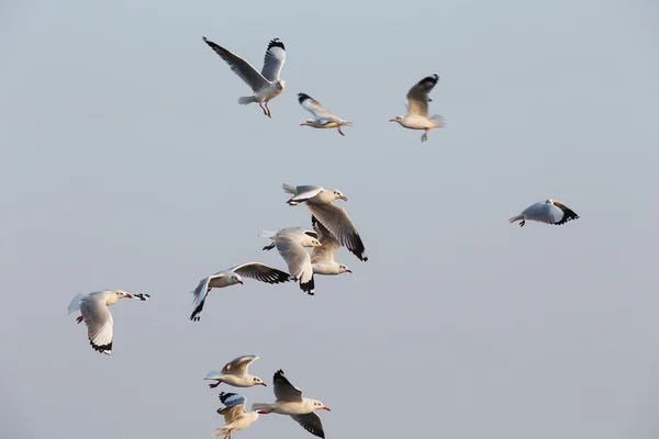 澄んだ青い空を飛んでいるカモメ — ストック写真