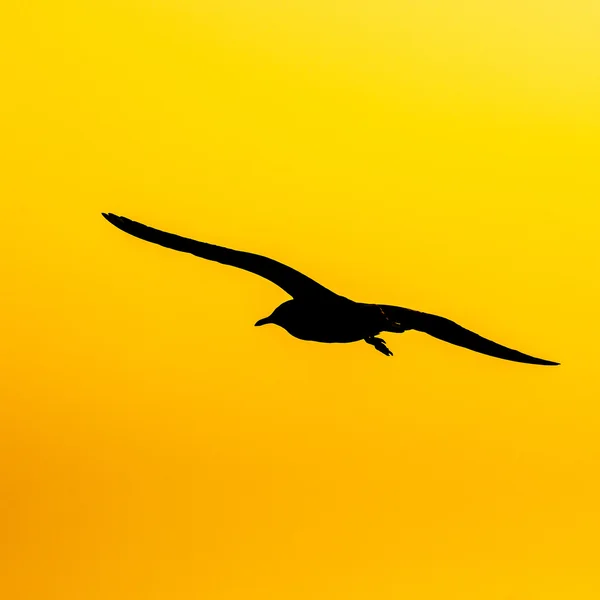 Tranquil scene with seagull flying at sunset — Stock Photo, Image