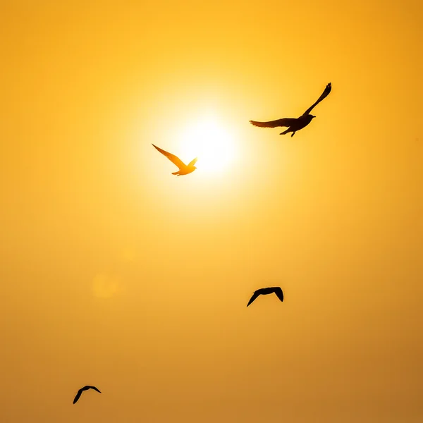 Scène tranquille avec mouette volant au coucher du soleil — Photo