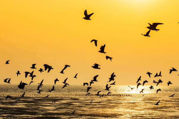 Scène tranquille avec mouette volant au coucher du soleil — Photo