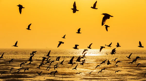 Спокойная сцена с чайкой, летящей на закате — стоковое фото