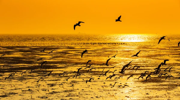 Scène tranquille avec mouette volant au coucher du soleil — Photo