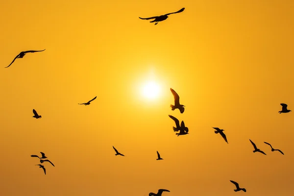 Tranquil scene with seagull flying at sunset — Stock Photo, Image