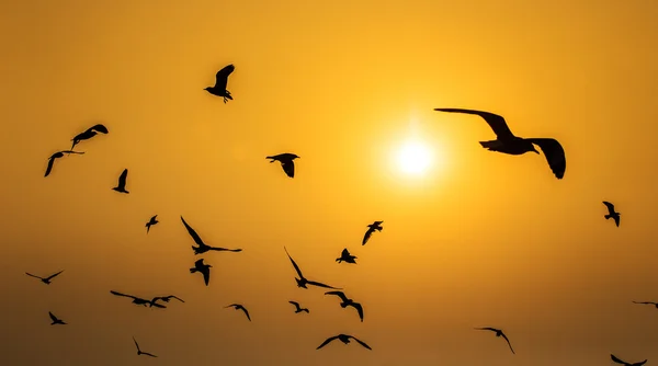 Scène tranquille avec mouette volant au coucher du soleil — Photo