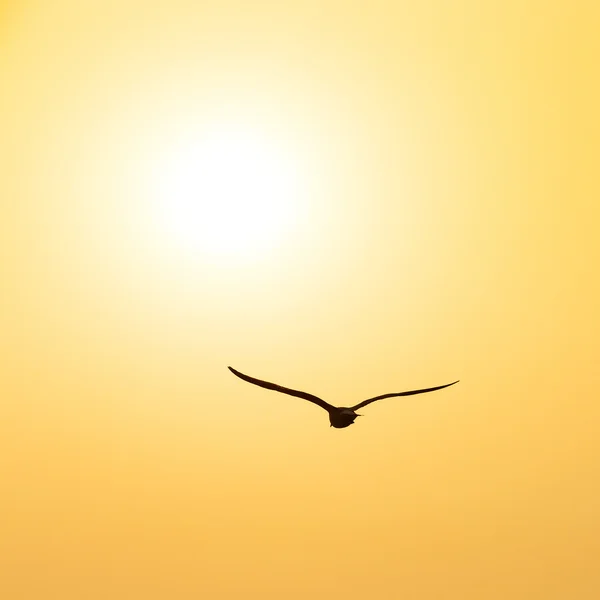 Scène tranquille avec mouette volant au coucher du soleil — Photo