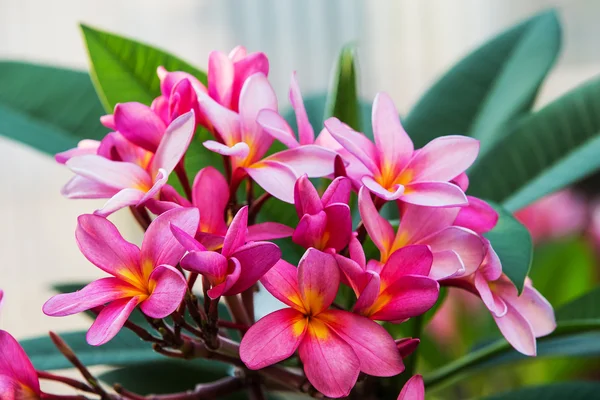 Květy růžové plumeria — Stock fotografie