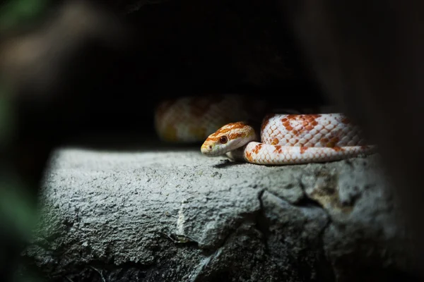 Serpent de maïs sur un rocher . — Photo