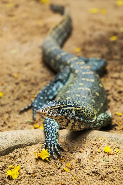 Water monitor lizard (varanus salvator) — Stock Photo, Image