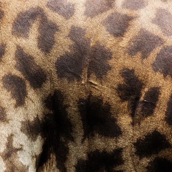 Photo showing a giraffe skin for a background — Stock Photo, Image