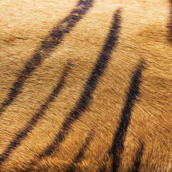 Textur der echten Tigerhaut (Fell ) — Stockfoto