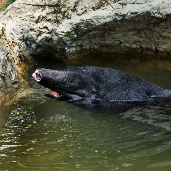 Бразильский тапир, Tapirus terrestris, в воде Бразилии — стоковое фото