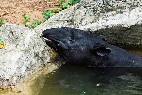Tapír tapirus terrestris, ve vodě v Brazílii — Stock fotografie