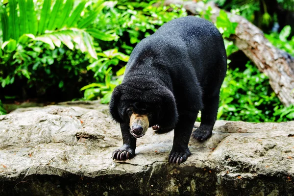 Black bears — Stock Photo, Image