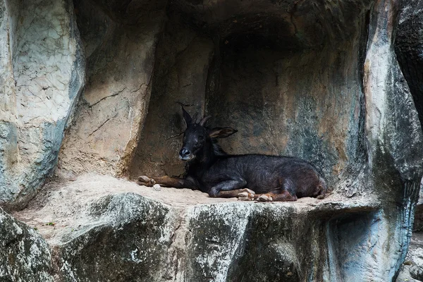 Sumantran Serow A species of goat-antelope native to mountain fo — Stock Photo, Image