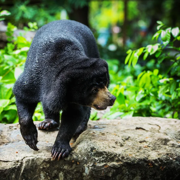 Zwarte beren — Stockfoto