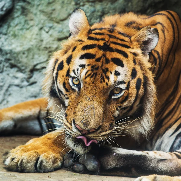 Bengal kaplanı hayvanat bahçesinde — Stok fotoğraf