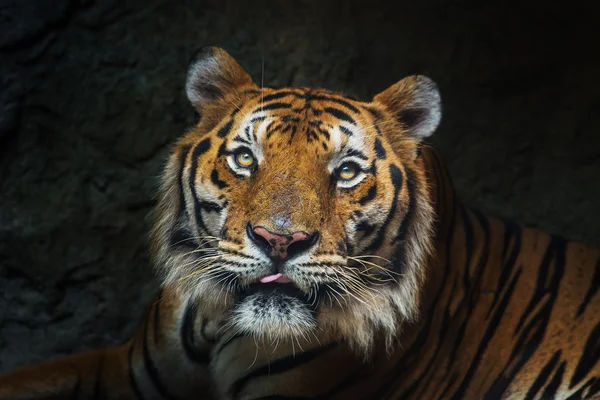 Tigre de Bengala en el zoológico —  Fotos de Stock