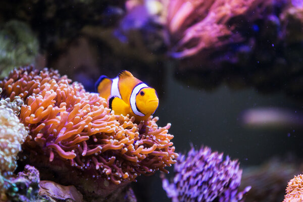 Clown fish