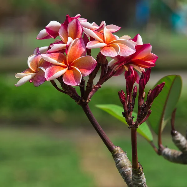 Närbild på plumeria blomma — Stockfoto