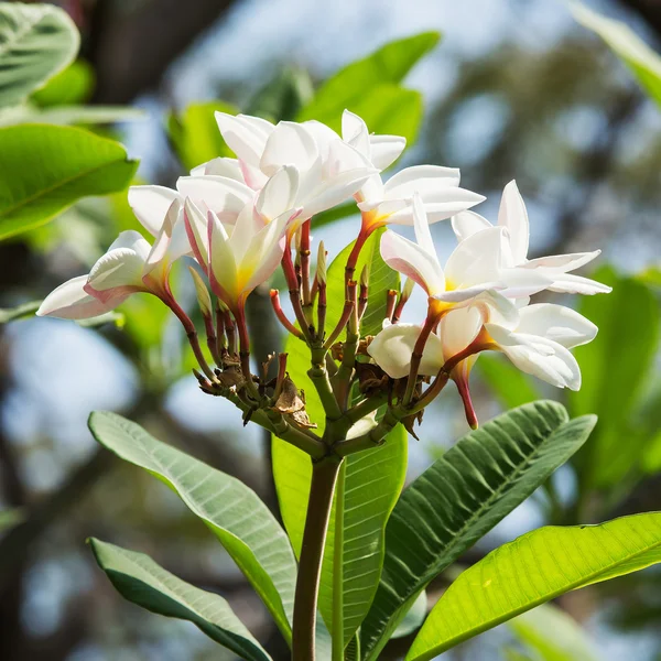 Close up of plumeria blossom — Stock Photo, Image