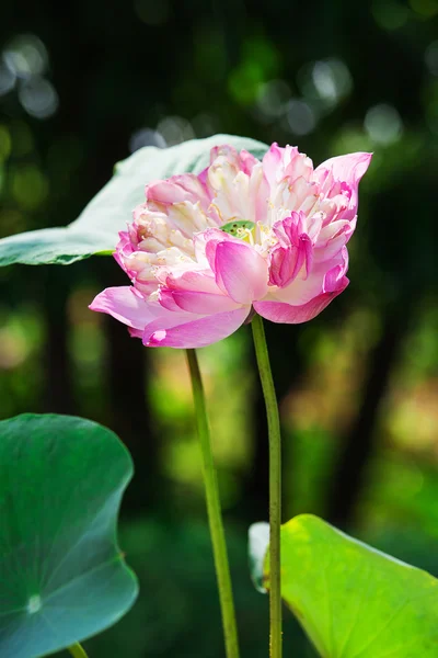 Flor de lótus belo lótus . — Fotografia de Stock