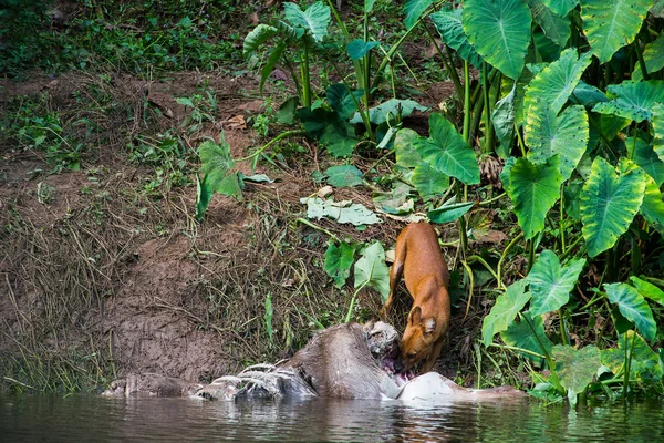 Asian wild dogs eating a deer carcass — Stock Photo, Image