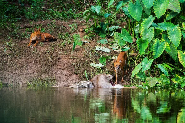 Asiático salvaje perros comer un ciervo carcasa — Foto de Stock