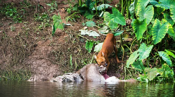 Bir geyik leşi yeme Asya Vahşi köpekler — Stok fotoğraf