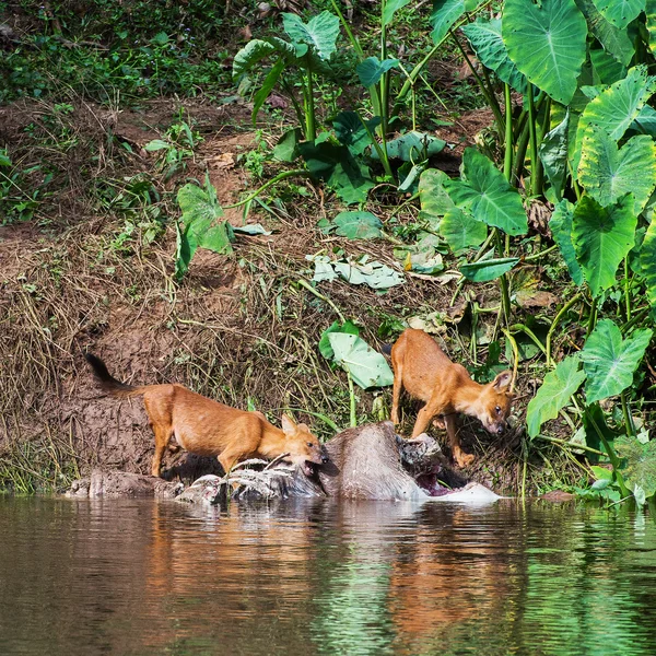 アジアの野生犬の家族 — ストック写真