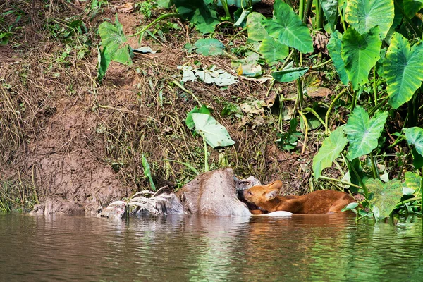 Asian wild dogs eating a deer carcass — Stock Photo, Image