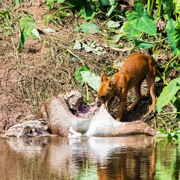 Asian wild dogs eating a deer carcass — Stock Photo, Image