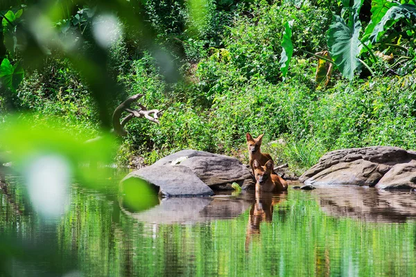 Asian wild dog family — Stock Photo, Image